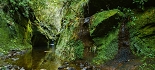 Plants: image 21 Of 208 Thumb